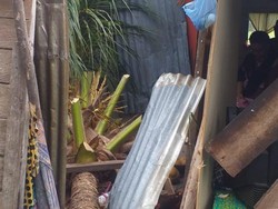 Pohon Kelapa Tumbang Timpa Rumah di Gorontalo, Bayi 2 Bulan Tewas-Ibu Luka