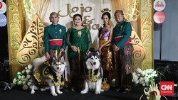 7 Foto Resepsi Pernikahan Anjing Mewah Adat Jawa Telan Biaya Rp200 Juta
