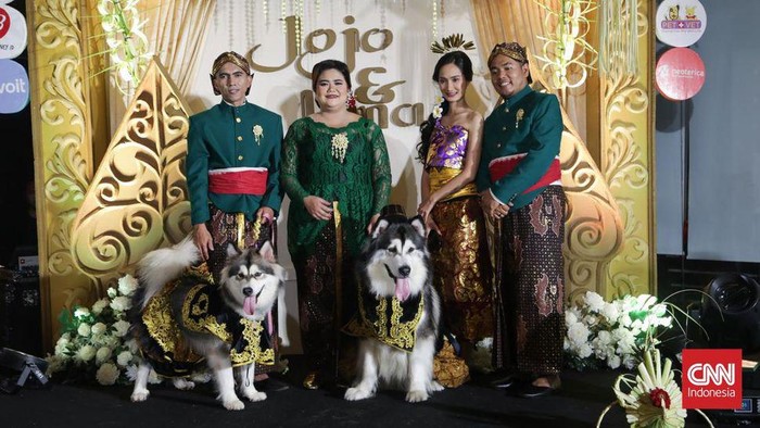 Sepasang anjing Alaskan malamute Jojo dan Luna melangsungkan pernikahan di dog park kawasan Pantai Indah Kapuk Jakarta Utara, Jumat (14/7).