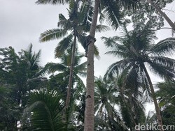 Throwback: Cari Burung Berujung Nyangkut di Pohon Kelapa