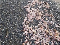 Geger Ribuan Ikan Penis Terdampar di Pantai, Ternyata Ini Penyebabnya