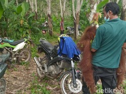 Anak Orang Utan di Riau Dievakuasi dari Kebun Warga Setelah Ditinggal Induk