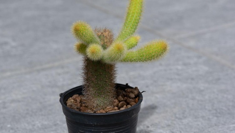 Monkey tail cactus or Cleistocactus colademononis in flower pot/tanaman kaktus ekor monyet
