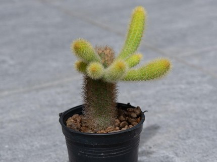 Mengenal Monkey Tail Cactus, Kaktus Unik Mirip Ekor Monyet