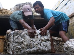 Petani Karet Buka Pasar Lelang Bokar, Putus Mata Rantai Pengepul