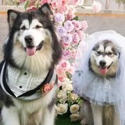 5 Fakta Pernikahan Anjing Jojo dan Luna Pakai Adat Jawa, Habiskan Rp 200 Juta Hingga Tuai Pro Kontra