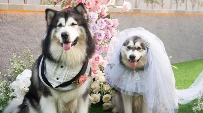 5 Fakta Pernikahan Anjing Jojo dan Luna Pakai Adat Jawa, Habiskan Rp 200 Juta Hingga Tuai Pro Kontra