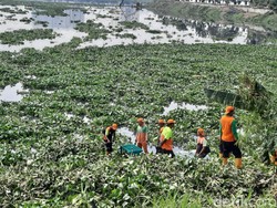 Petugas DLH DKI Cerita Kendala Bersihkan Eceng Gondok dari Waduk Pluit