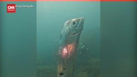 VIDEO: Ikan Oarfish Raksasa Muncul di Perairan Taiwan