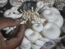 5 Peran Jamur dalam Kehidupan Manusia, Ciri-ciri, dan Jenisnya