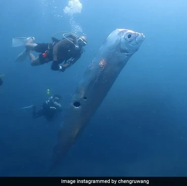 Kemunculan 'Ikan Kiamat' Oarfish di Taiwan, Mitos Pertanda Gempa