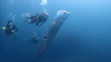 Kemunculan 'Ikan Kiamat' Oarfish di Taiwan, Mitos Pertanda Gempa