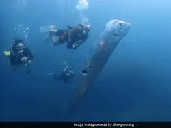 Kenapa Oarfish Disebut Ikan Kiamat? Ini Penjelasannya