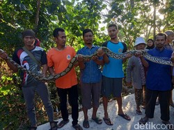Mak Jegagik! Ular Piton 3,5 Meter di Klaten Nangkring di Pohon Randu