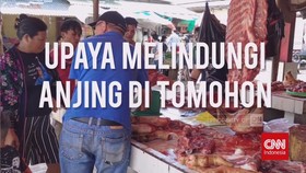 VIDEO: Upaya Menyelamatkan Anjing di Tomohon