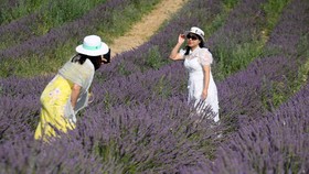 FOTO: Kepincut Pesona Keunguan Ladang Lavender di Prancis