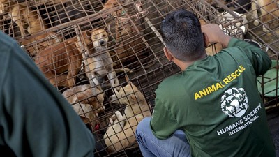 Pramono Akan Terbitkan Pergub Larang Dagang Daging Anjing dan Kucing