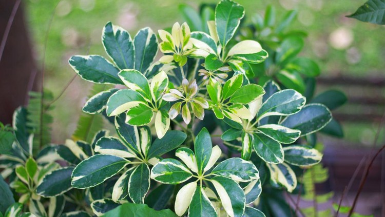Dwarf Umbrella Tree's leaves (Schefflera arboricola)