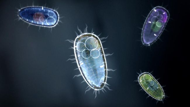 Protista adalah mikroorganisme eukariota yang bukan hewan, tumbuhan, maupun jamur. Lantas, apa beda protista dan makhluk hidup lainnya?