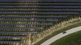 FOTO: Suburnya Tanaman Bahan Bir di Bawah Lindungan Panel Surya