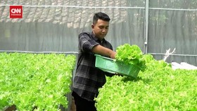 VIDEO: Meraup Untung Dari Budi Daya Sayur Hidroponik