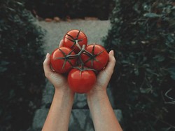 Tomat, Buah atau Sayur? Temukan Jawabannya di Sini