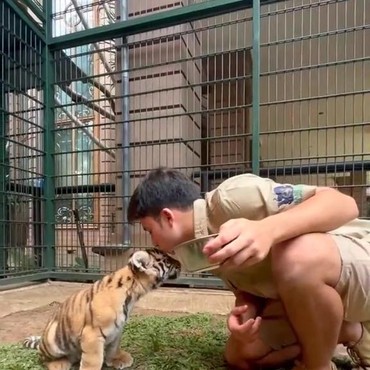 KLHK Selidiki Kematian Harimau Peliharaan Alshad Ahmad