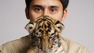 img-title Terungkap Penyebab Kematian Cenora Harimau Milik Alshad Ahmad
