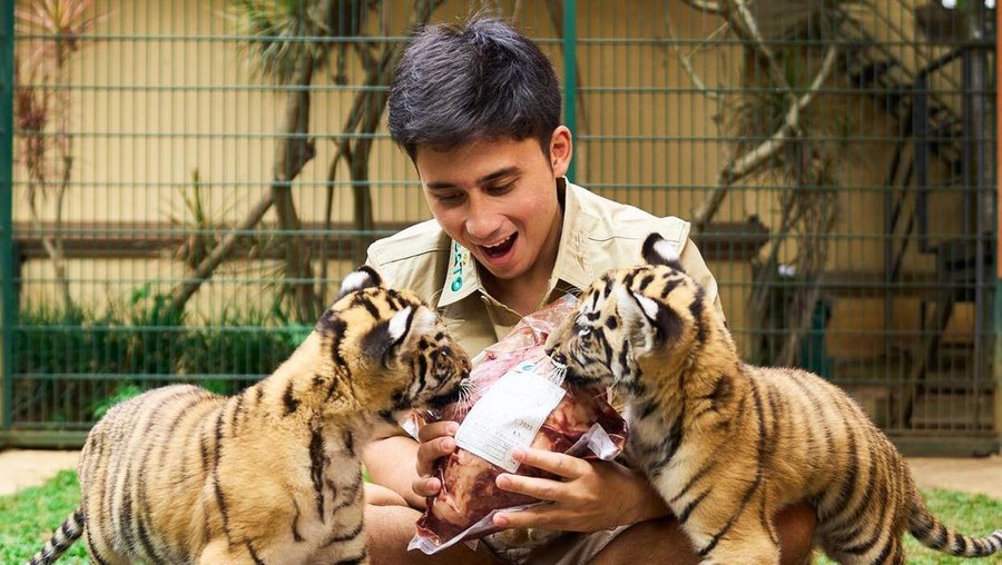 Segini Total Anak Harimau Milik Alshad Ahmad yang Mati Segini Total Anak Harimau Milik Alshad Ahmad yang Mati