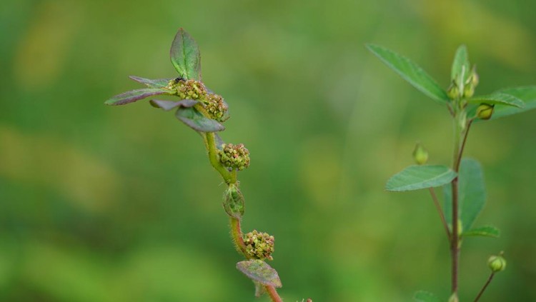Euphorbia hirta (Patikan kebo, asthma-plant) with natural background. This is a pantropical weed, possibly native to India. It is a hairy herb that grows in open grasslands, roadsides and pathways.