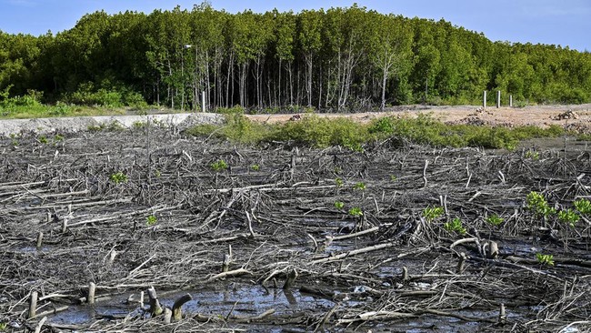 Kepolisian terjun menyelidiki kepemilikan SHM di kembali kasus perusakan area rimba mangrove seluas 6 hektare di pesisir Kabupaten Maros, Sulawesi Selatan.