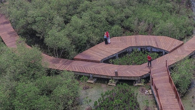 Kebun Raya Mangrove Surabaya yang diresmikan Ketua Dewan Pengarah BRIN Megawati Soekarnoputri hari ini jadi kebun raya khusus bakau yang pertama di RI.