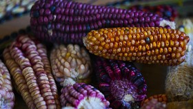 FOTO: Kembalinya Si Jagung 'Warna-warni' dari Meksiko