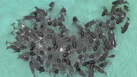 FOTO: 51 Paus Pilot Mati Terdampar di Pantai Australia