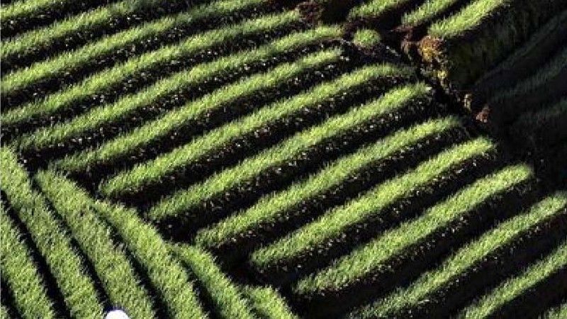 Menjadi sebuah desa agrowisata merupakan mimpi yang tak pernah henti diperjuangkan masyarakat Desa Megulungkidul, Kabupaten Purworejo, Jawa Tengah.