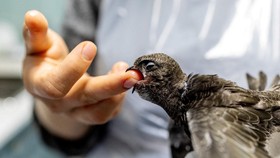FOTO: Menyelamatkan Anak-anak Burung dari Suhu 'Neraka' di Swiss