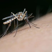 Menurut Ahli, Ini 2 Faktor yang Membuat Kamu Lebih Sering Digigit Nyamuk