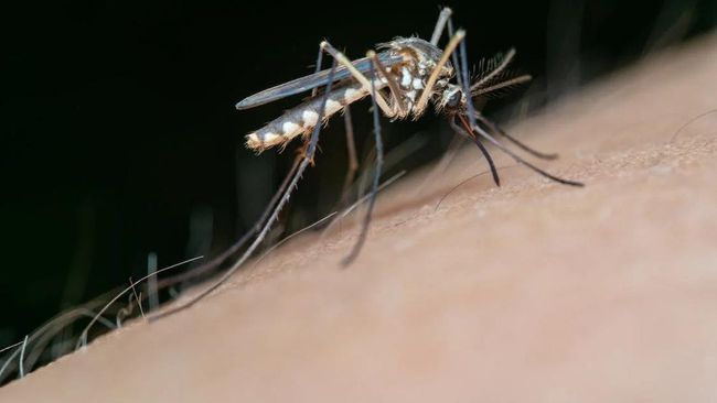 Factors that Make You More Susceptible to Mosquito Bites: Biological and Environmental Factors