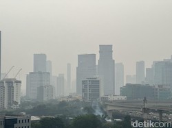 Polusi Lagi Parah-parahnya, 5 Tanaman Ini Bisa Bantu Bersihkan Udara di Rumah