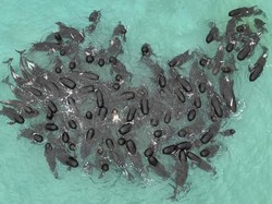 Kala Ratusan Paus Terdampar di Tepi Pantai Australia