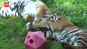 VIDEO: Kelucuan Anak Harimau Sumatera Bermain di Kebun Binatang London
