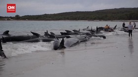 VIDEO: Laku Aneh Puluhan Paus Terdampar di Pantai Australia