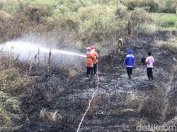 Buka Sawah Baru, Lahan di Sendangsari Kulon Progo Sempat Terbakar Hebat