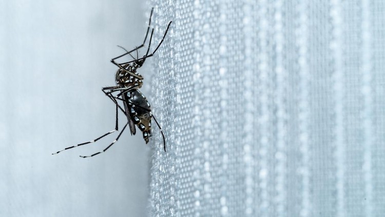 Aedes aegypti mosquito that causes numerous tropical diseases, such as dengue, zika, and chikungunya