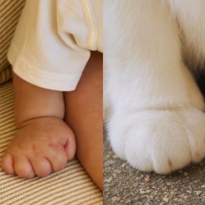 <p>Selain itu, Ye Jin juga pernah mengunggah foto tangan Alkong di akun Instagram pribadinya, beberapa waktu lalu. Unggahan tersebut dibagikan dalam bentuk kolase yang berdampingan dengan potret kaki hewan peliharaannya. Unggahan tersebut pun langsung dibanjiri komentar dari netizen. "Sempurna banget hidupnyaa, laki ganteng, anak lucu, uang banyak, karier bagus, masyaallah bahagia terus unnie," kata akun <em>@nand****.</em> "Terima kasih telah berbagi (foto anak) dengan kami! Kamu membuat hati kami berdebar-debar,"&nbsp;ujar <em>@sony****.</em> "Oh Alkongi kecil, aku tidak sabar untuk bertemu denganmu! Tanganmu lucu dan menggemaskan! Kamu membuat semua orang senang melihatmu tumbuh baik dan sehat," tutur <em>@yej****</em>. "Aaakkk gemashhh," tambah <em>@mar****.</em> (Foto: Instagram&nbsp;@yejinhand)</p>