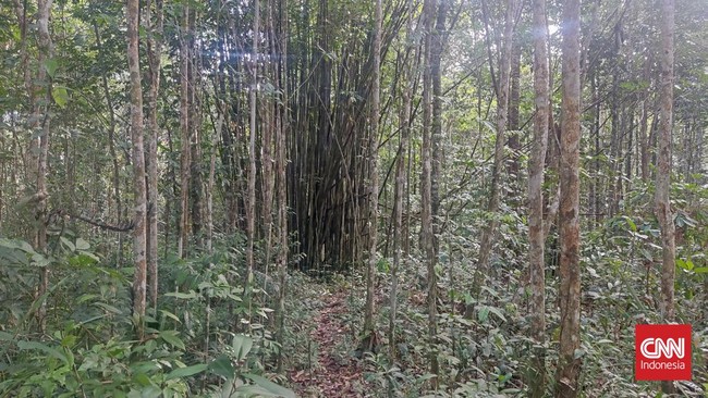 Kawasan Distrik Konda sudah diverifikasi Kementerian Kehutanan. KI akan mendampingi hingga kawasan itu menjadi hutan adat bagi masyarakat.
