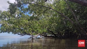 Polisi Periksa 9 Saksi dan Pemilik SHM Lahan Mangrove di Maros Sulsel