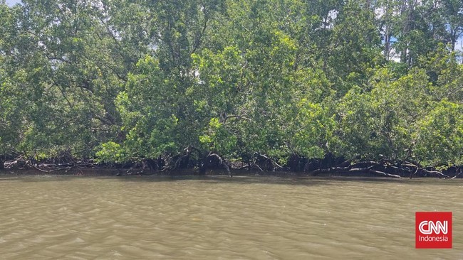 Polisi menyatakan pemilik SHM lahan mangrove 6 hektare di Maros dijerat Psal 98 ayat (1) UU perlindungan dan pengelolaan lingkungan hidup.