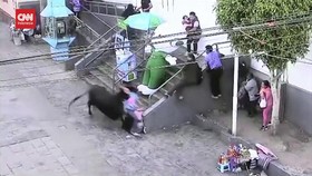 VIDEO: Banteng Liar Lepas dan Seruduk Warga, 5 Orang Terluka