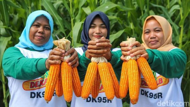 Jokowi Sulap Eks Kebun Sawit Jadi Lahan Jagung, Ini Targetnya